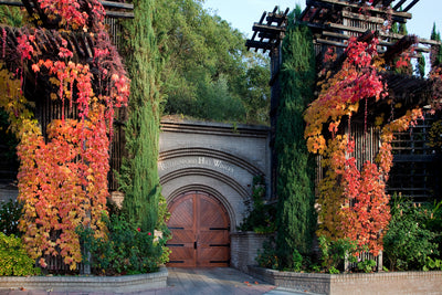 Small Wine Areas: Rutherford Napa Valley