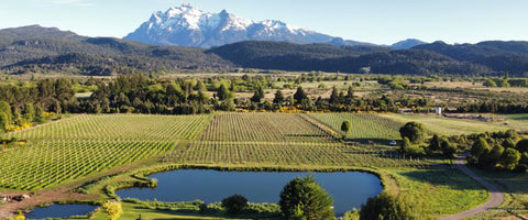 Unraveling the Magic of Argentine Wines: From Vines to Vino in Patagonia!