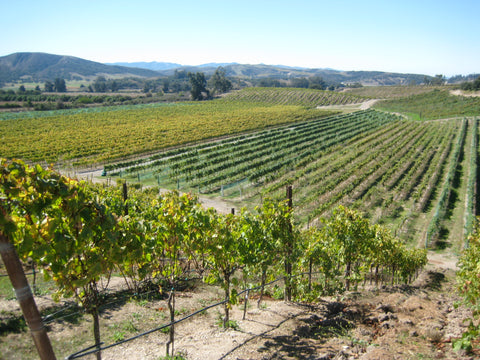 Exploring the Wines of Santa Rita Hills, California