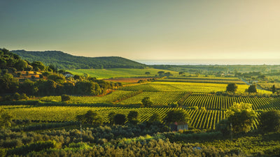 Finding Interesting Wines from Bolgheri Italy!
