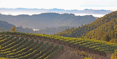 Small Wine Areas: The Sonoma Coast