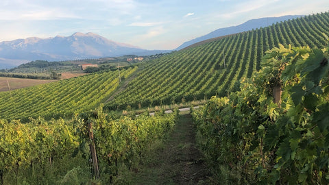 White Wines of Italy: Let's Talk Pecorino