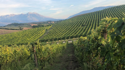 White Wines of Italy: Let's Talk Pecorino