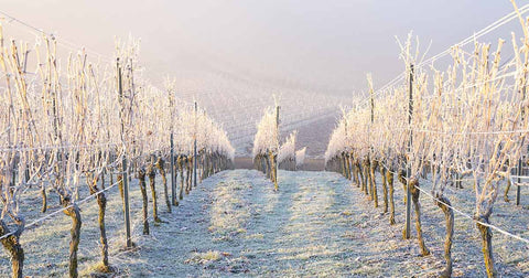 Winter Wine Selections: The best wines to enjoy during the cold weather!
